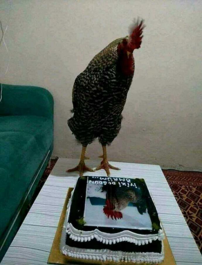 Bugün Horozum Haydar'ın doğum günü onun doğum gününü kutlar mısınız?
