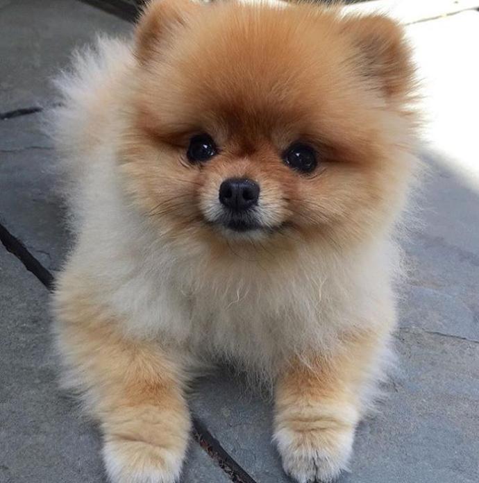 Bana bu köpeği alır mısın?