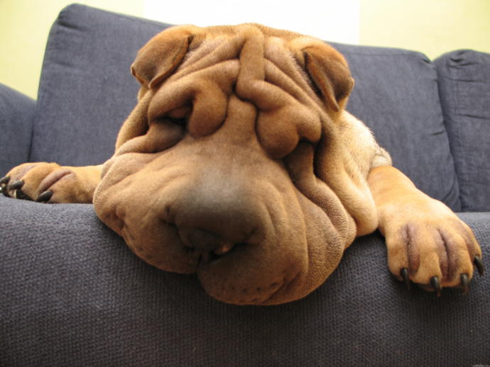 Bana bu köpeği alır mısın?