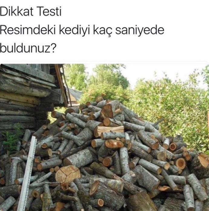 Resimdeki kediyi bulabilecek misiniz 🤔?