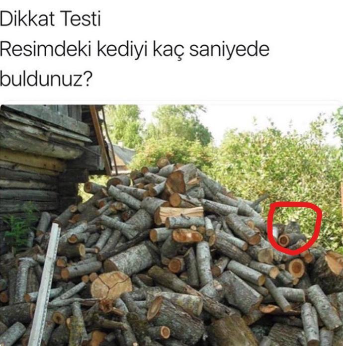Resimdeki kediyi bulabilecek misiniz 🤔?
