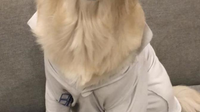 Köpeklerde aşırı tüy dökümü için ne yapılabilir?