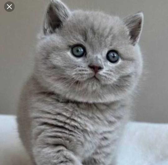 Adana�da ya da civar illerde Scottihs veya British cins kedi besleyen