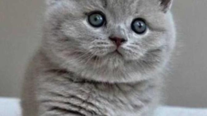 Adana'da ya da civar illerde Scottihs veya British cins kedi besleyen var mı?