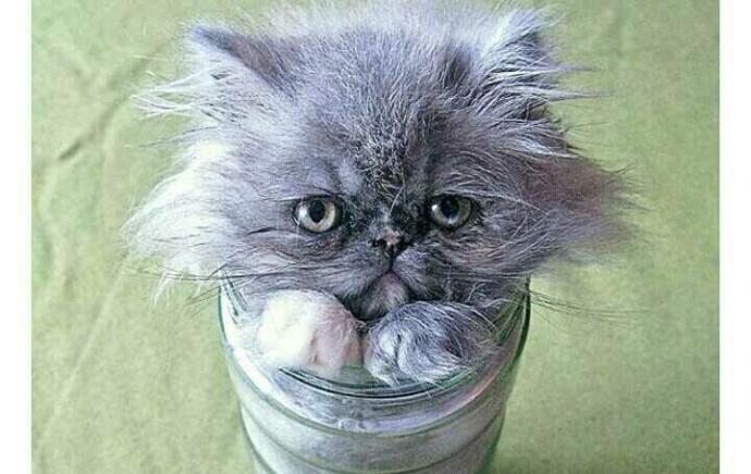 Kediler sıvı mıdır?