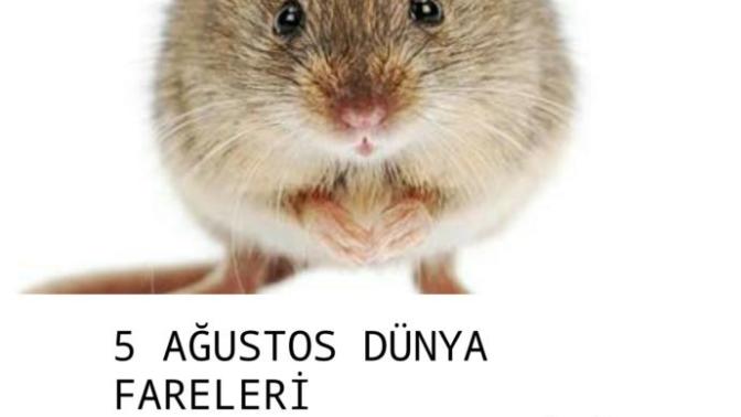 Bugün dünya FARELER günü! Ne düşünüyorsunuz?