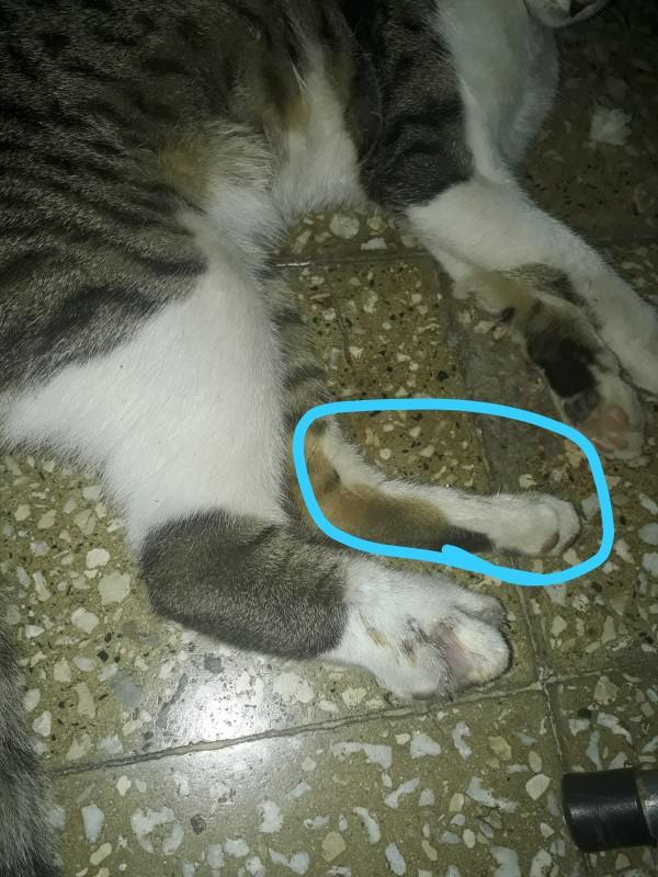 Kedimin patisi şişti bilgisi olan var mı?