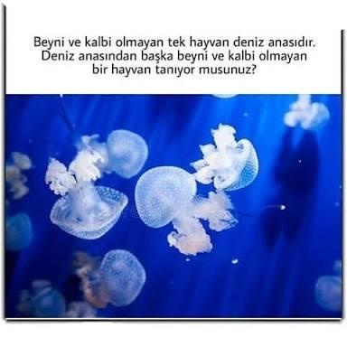 Eski sevgilinizi bir şeye benzetecek olsanız neye benzetirsiniz?