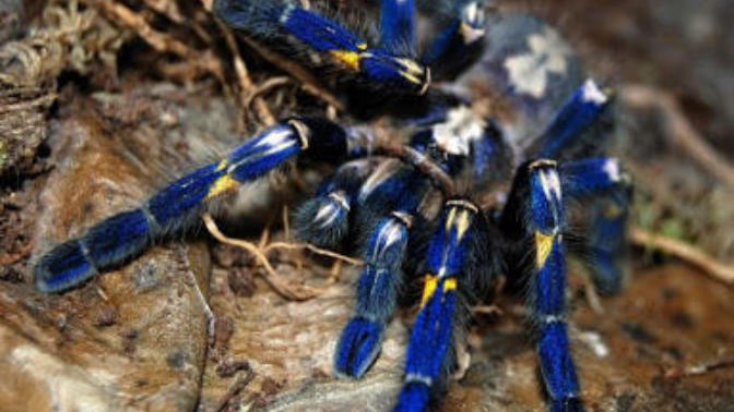 Poecilotheria Metallica türünü duymuş muydunuz?