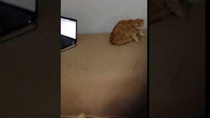 Çiftleşmek istemeyen kedim?