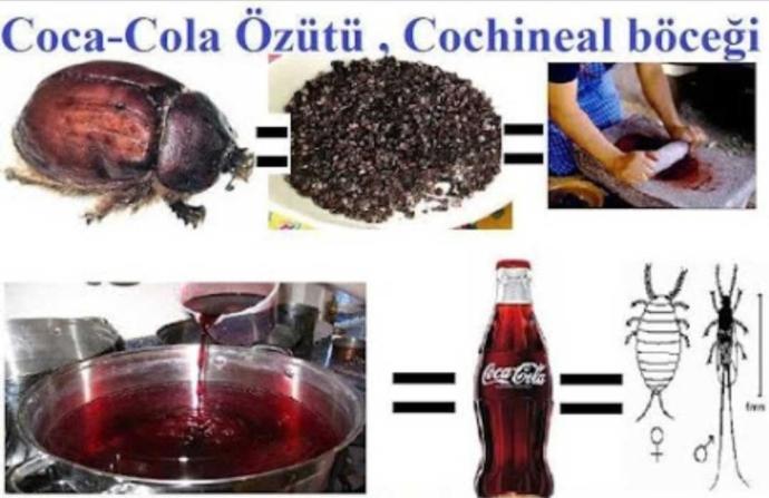 Coca colanin zararli oldugunu bile bile niye iciyorsunuz?