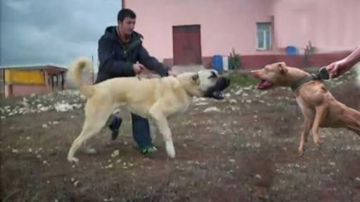 Kangal mı? Pitbull mu?