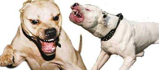 Pitbull mu, K9 mu, Kangal mı?