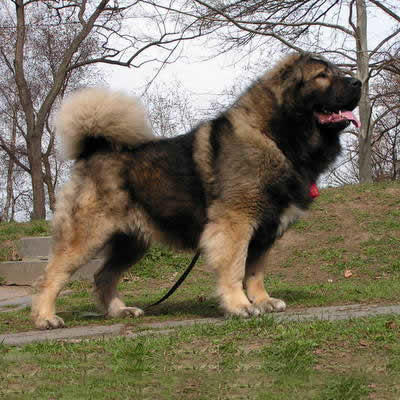 Pitbull mu, K9 mu, Kangal mı?