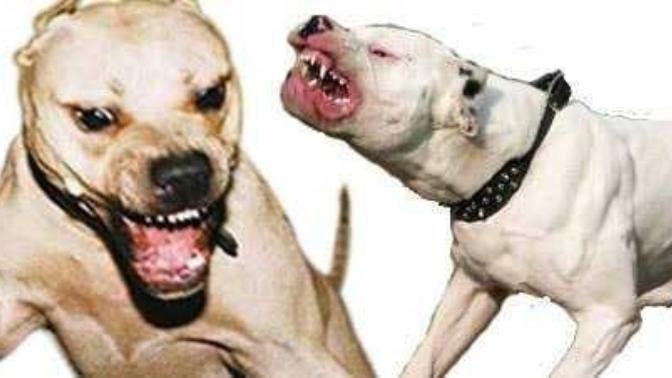 Pitbull mu, K9 mu, Kangal mı?