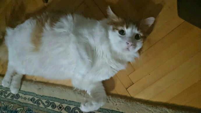 Kedilerle aranız nasıl, evinizde böyle bir tombul kedi olmasını ister miydiniz?