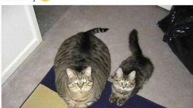 Kedilerle aranız nasıl, evinizde böyle bir tombul kedi olmasını ister miydiniz?