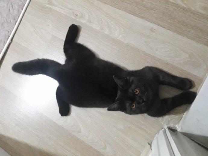 Bir kediniz/köpeğiniz olsaydı adını ne koyardınız?