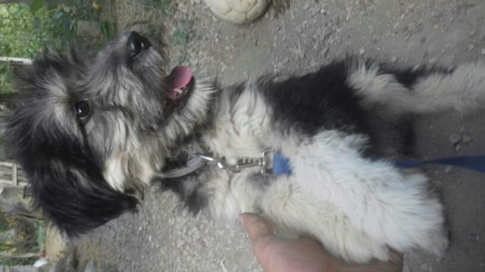 Bir kediniz/köpeğiniz olsaydı adını ne koyardınız?