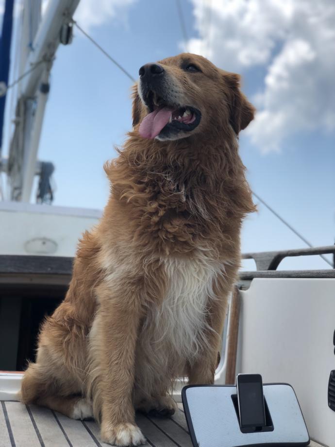 Bir kediniz/köpeğiniz olsaydı adını ne koyardınız?