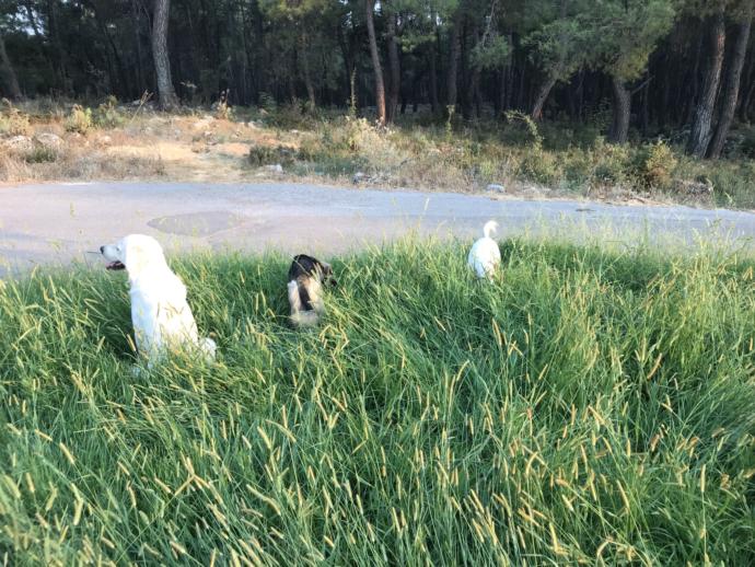 Bir kediniz/köpeğiniz olsaydı adını ne koyardınız?