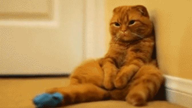 Bir kediniz/köpeğiniz olsaydı adını ne koyardınız?