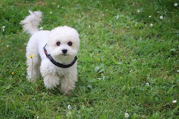 Shih tzu mu? Kaniş mi?