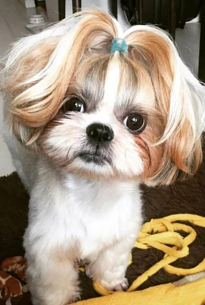 Shih tzu mu? Kaniş mi?