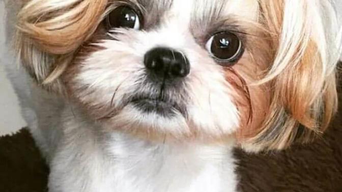 Shih tzu mu? Kaniş mi?