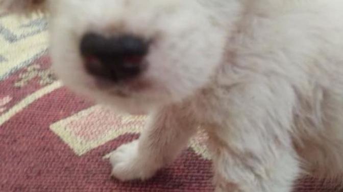 Yavru köpek pirelendi köyde köylüler mazotla tüylerini sildi pireler öldü bu ona zarar vermez dimi?